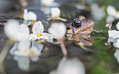 FL: Frog Gigging