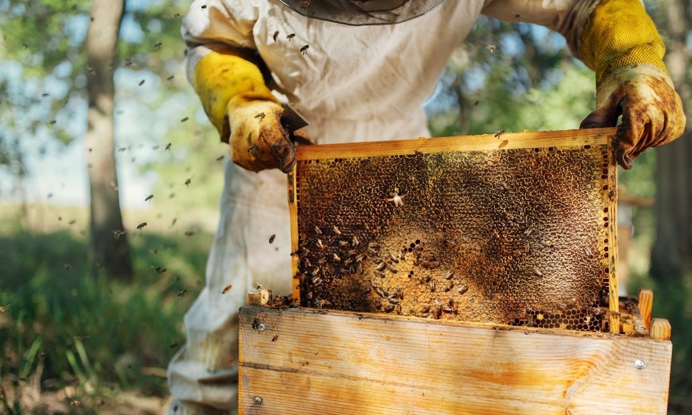 FL: Introductory Bee Keeping Class