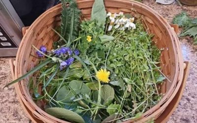 FL: Intro to Foraging for Wild Edibles – Marianna, FL