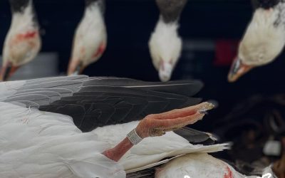 MD: Snow Goose Conservation Hunt