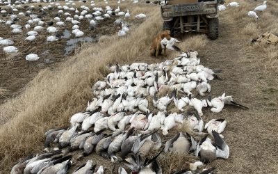 AR: Light Goose Conservation Hunt